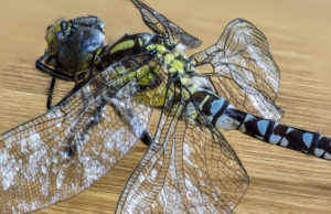 Tote Libelle, aus 22 Einzelfotos zusammengesetztes Bild